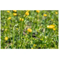 Pflanzen Für Dich Ranunculus acris 'Multiplex' Gefüllter Hahnenfuß, ca.