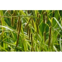 Pflanzen Für Dich Carex pseudocyperus, Scheinzypergras-Segge, ca. 9x9 cm