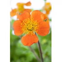 Pflanzen Für Dich Geum coccineum 'Borisii', Nelkenwurz, leuchtend orange,