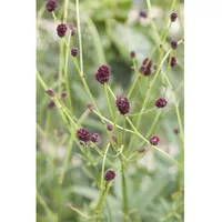 Pflanzen Für Dich Sanguisorba officinalis Großer Wiesenknopf, ca. 9x9