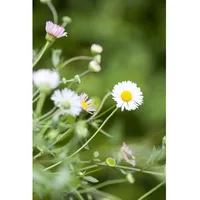 Pflanzen Für Dich Erigeron karvinskianus 'Blütenmeer' Spanisches Gänseblümchen, ca.