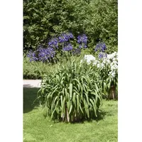 Pflanzen Für Dich Agapanthus africanus, blau ca. 9x9 cm