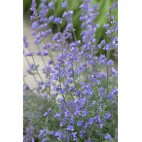 Pflanzen Für Dich Nepeta x faassenii 'Senior' Katzenminze, ca.