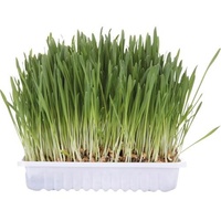 Trixie Katzengras Schale 100g