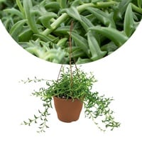 Plant in a Box - Delphinkette - Senecio peregrinus