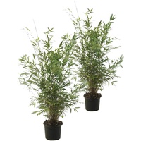 Plant in a Box - Bambus - 2 Stk