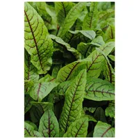 Pflanzen Für Dich Rumex sanguineus var. sanguineus, Blutampfer, ca.