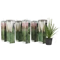 Plant in a Box - Cortaderia selloana Höhe 25-40cm