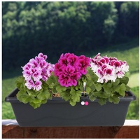 Seebauer DIY Blumenkasten anthrazit 59cm mit Bewässerung Balkonkasten Pflanzkasten
