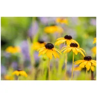Pflanzen Für Dich Rudbeckia fulgida var.speciosa p 0,5