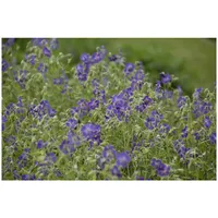 Pflanzen Für Dich Geranium phaeum 'Lily Lovell', Storchschnabel, violett,