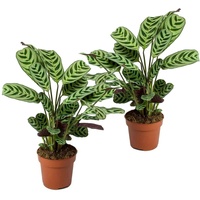 Plant in a Box - 2 Stk - Ctenanthe