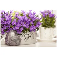 Pflanzen Für Dich Campanula portenschlagiana p 0,5