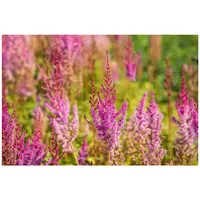 Pflanzen Für Dich Astilbe chinensis var. taquetii 'Purpurlanze', purpurrot,
