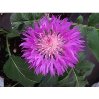 Pflanzen Für Dich Centaurea hypoleuca 'John Coutts' ca. 9x9