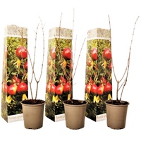 Plant in a Box - Punica granatum Höhe 25-40cm