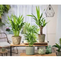 Plant in a Box - Kleine Zimmerpalmen - 3