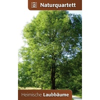 Quelle & Meyer Heimische Laubbäume Naturquartett
