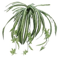 Europalms Grünlilie, 60cm