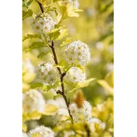 Pflanzen Für Dich Physocarpus opulifolius 'Dart's Gold', gelblaubig, 60–100