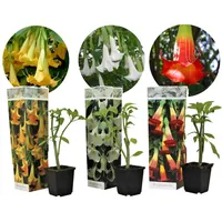 Plant in a Box - Brugmansia - Höhe 25-40cm