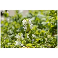 Pflanzen Für Dich Lamium maculatum 'Album' Silberblatt-Taubnessel, weiß, ca.