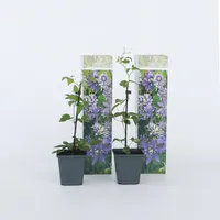 Plant in a Box - 4 Stk - Clematis