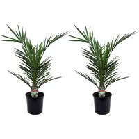 Plant in a Box - Kanarische Dattelpalme - 2