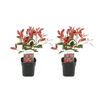 Plant in a Box - Photinia fraseri 'Red Robin'