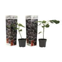Plant in a Box - Ficus carica 'Brown Turkey'