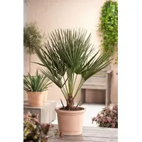 Plant in a Box - 2 Stk - Chamaerops