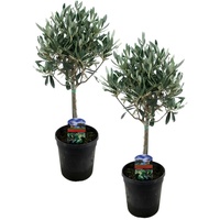 Plant in a Box - Olivenbaum - 2 Stk