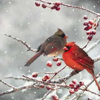 Ti-Flair Servietten 33x33cm 20 St. Cardinal Birds on snowy
