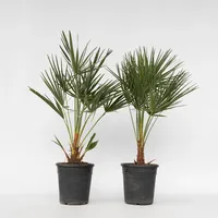 Plant in a Box - 2 Stk - Chamaerops