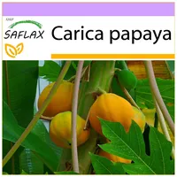SAFLAX - Melonenbaum - 30 Samen - Carica Papaya