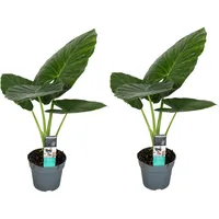 Plant in a Box - Alocasia 'Odora' Höhe 55-75cm