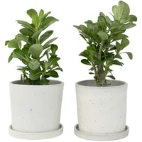 Plant in a Box - Adenium obesum Höhe 25-40cm