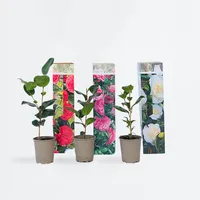 Plant in a Box - Japanische Rose - 6