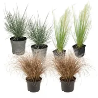 Plant in a Box - 6 Stk - Stipa,