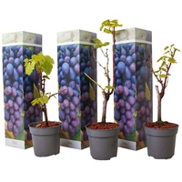 Plant in a Box - Traubenpflanze - 3 Stk