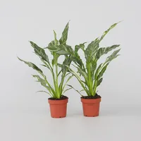 Plant in a Box - Einblatt - 2 Stk