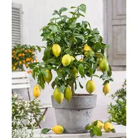 Plant in a Box - - Zitronenbaum, Orangenbaum, Limettenbaum
