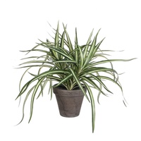 Mica decorations Mica Dracaena weiß im grauen Topf 34