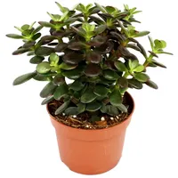 EXOTENHERZ Crassula portulacea minor Pfennigbaum große Pflanze im 12cm