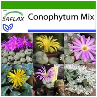 SAFLAX - Blühende Steine / Conophytum Mix - 40