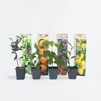 Plant in a Box - Mediterranen Obstbäumen - 4