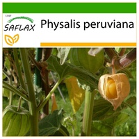 SAFLAX - Kapstachelbeere / - Mit keimfreiem Anzuchtsubstrat -