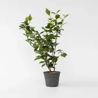 Plant in a Box - Camellia japonica 'Brush Field'