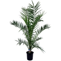 Plant in a Box - Phoenix canariensis Höhe 80-100cm