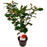 Plant in a Box - Camellia japonica 'Dr. King'